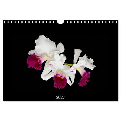 Leuchtende Cattleyen (Wandkalender 2027 DIN A4 quer), CALVENDO Monatskalender