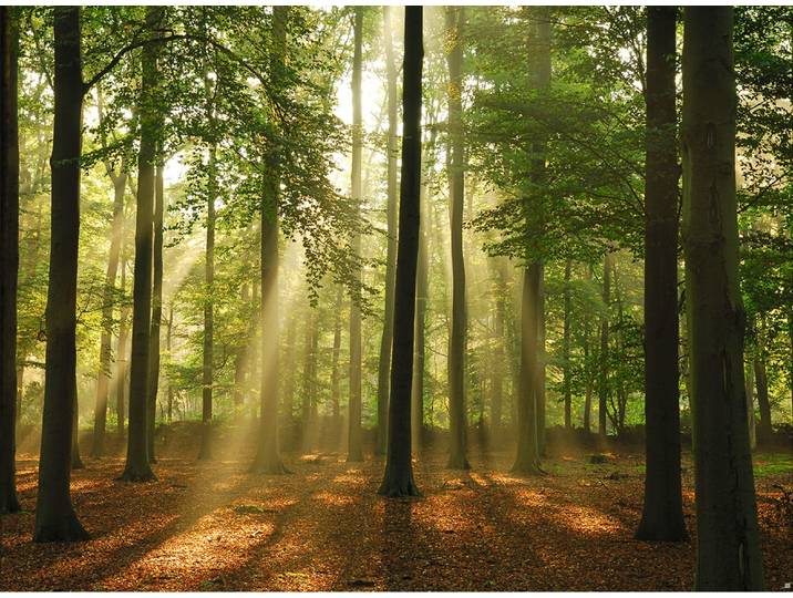 Fototapete PAPERMOON Forest in the Morning , bunt, B:4m L:2,6m, Vlies, Tapeten, Fototapete