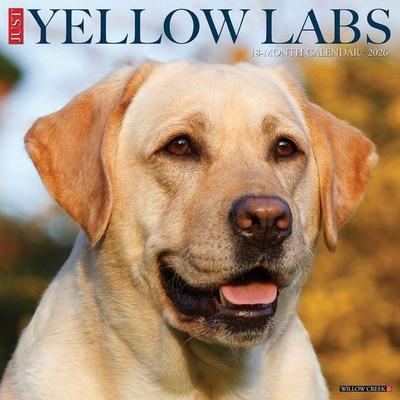 Yellow Labs 2026 Wall Calendar