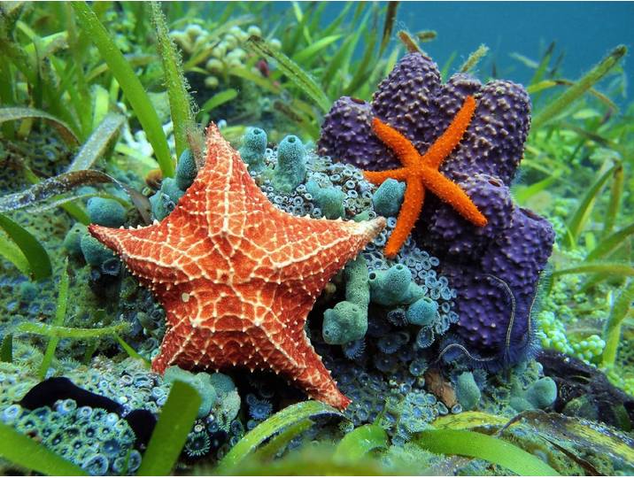 Fototapete PAPERMOON Seesterne , bunt, B:2,5m L:1,86m, Vlies, Tapeten, Fototapete