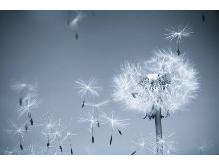 Fototapete PAPERMOON Dandelion in the Wind , bunt, B:3,5m L:2,6m, Vlies, Tapeten, Fototapete