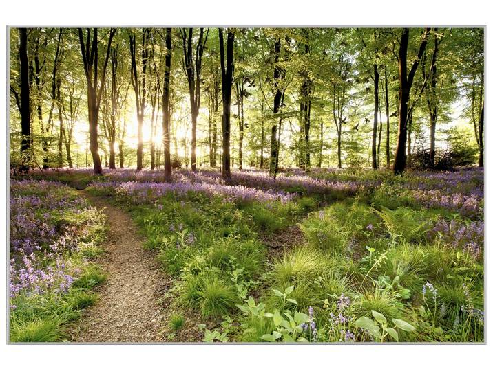 Bild mit Rahmen Waldweg image LAND
