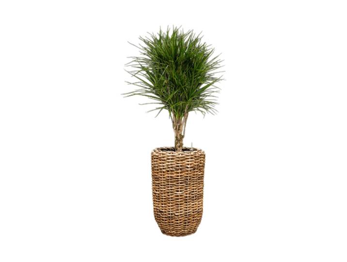 Pflanzen Arrangement „Dracaena marginata in Drypot Abaca“, Höhe 150-160 cm Baq Design