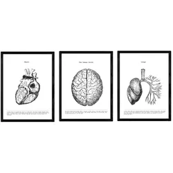 POSTER Set Mit 3 Herz, Gehirn Und Lunge A4 Rahmenlos