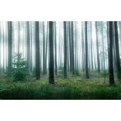 Fototapete PAPERMOON "Photo-Art CHRISTIAN LINDSTEN, SEE IM WALD", bunt, B:4,5m L:2,8m, Vlies, Tapeten