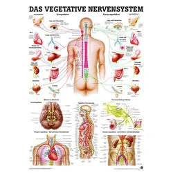 anat. Lehrtafel: Das vegetative Nervensystem 70 x 100 cm, Papier