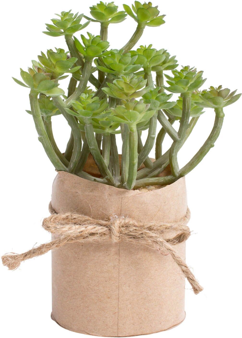 Kunstkaktus BOTANIC-HAUS "Sukkulentensortiment", grün, B:12cm H:19cm T:12cm Ø:12cm, Kunststoff, Kunstpflanzen, Kunstkaktus