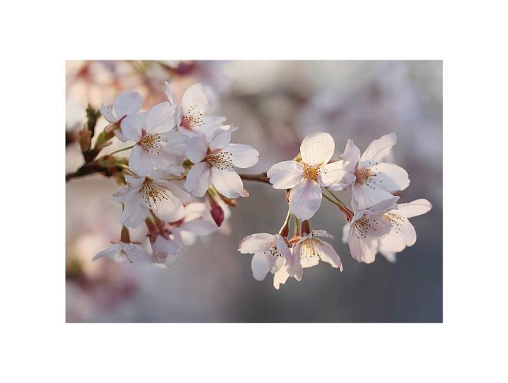 FOTOTAPETE Blumen Kirsche Rosa 200x140 cm