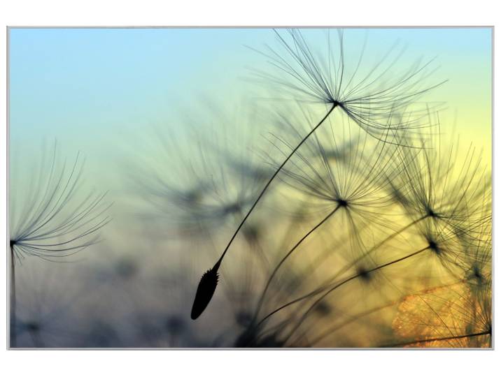 Bild mit Rahmen Pusteblume 1 image LAND