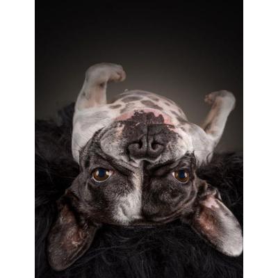 CALVENDO Puzzle Ein Motiv aus dem Kalender Bullyzauber - Französische Bulldoggen | 1000 Teile Lege-Größe 64x48cm Foto-Puzzle für glückliche Stunden