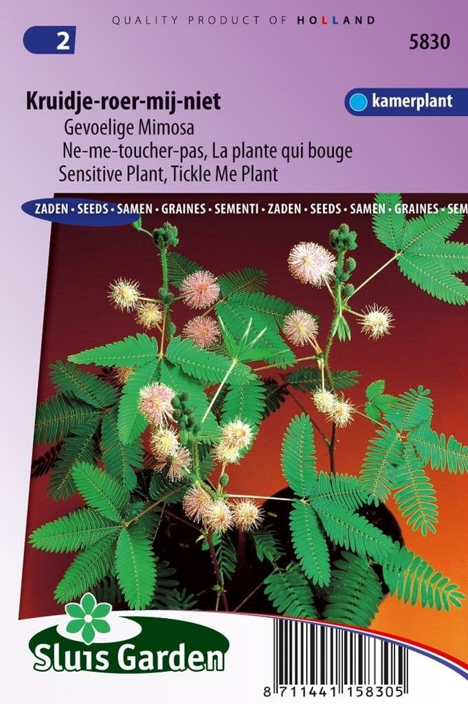 Sluis Garden Mimosa Pudica zaden Kruidje-Roer-Me-Niet