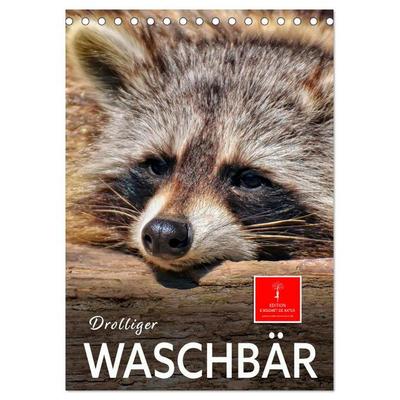 Drolliger Waschbär (Tischkalender 2026 DIN A5 hoch), CALVENDO Monatskalender