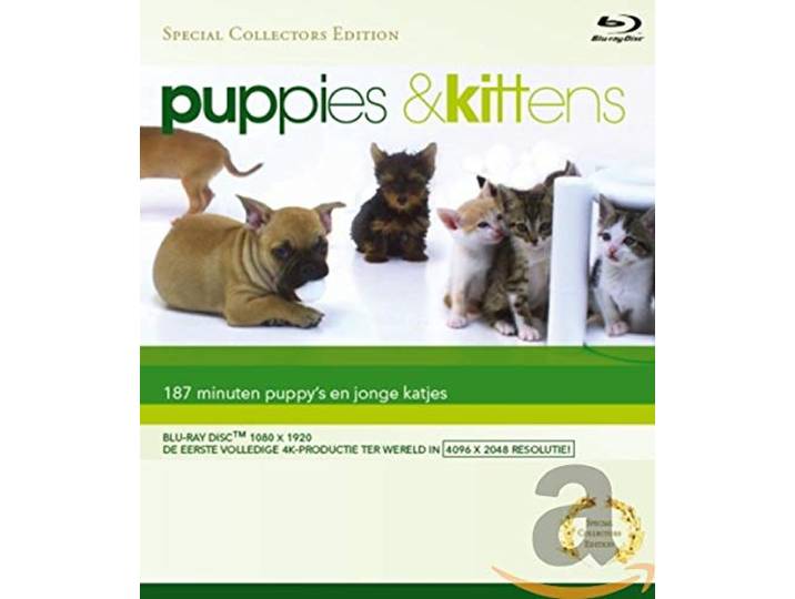 Puppies & kittens