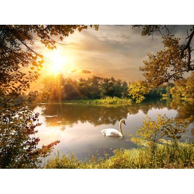 Fototapete PAPERMOON "Schwan am Teich", bunt, B:2m L:1,49m, Vlies, Tapeten