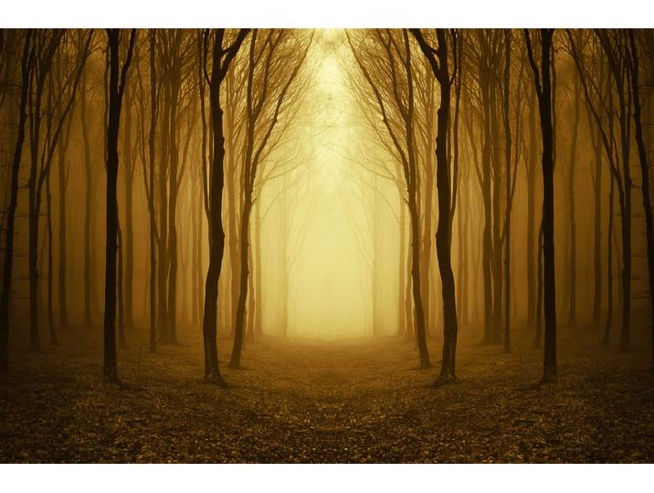 Fototapete PAPERMOON Nebliger Waldweg , bunt, B:3,5m L:2,6m, Vlies, Tapeten, Fototapete