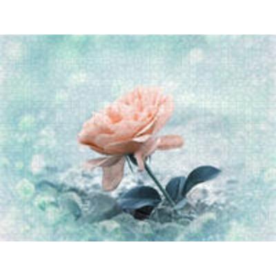 CALVENDO Puzzle Rose am Strand | 2000 Teile Lege-Größe 90x67cm Foto-Puzzle für glückliche Stunden