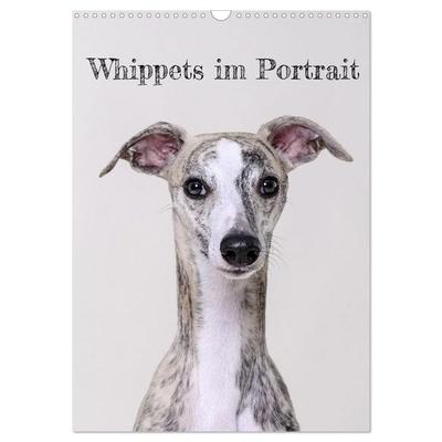 Whippets im Portrait (Wandkalender 2027 DIN A3 hoch), CALVENDO Monatskalender
