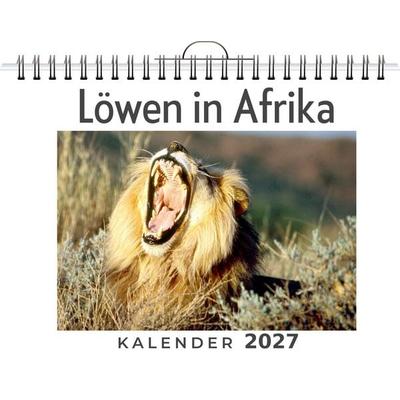 Löwen in Afrika