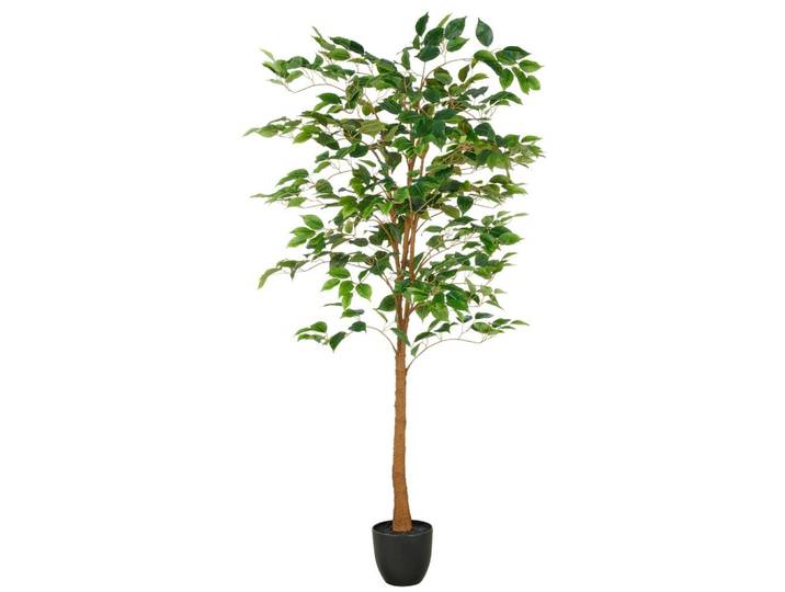 FICUS BENJAMINA Grün Braun Schwarz B: 25 cm