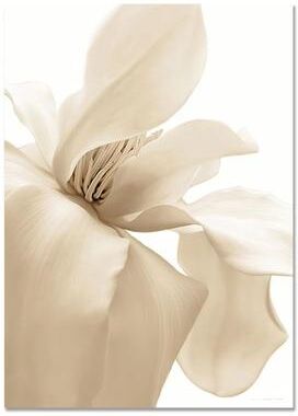 Inspired Living Nordic Coastal Canvas Wall Art Set Minimalist Beach Flower Prints For Modern Home Decor 40x50cm 8