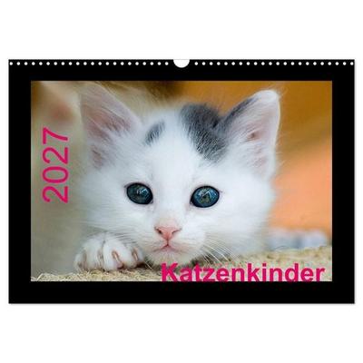 Katzenkinder (Wandkalender 2027 DIN A3 quer), CALVENDO Monatskalender