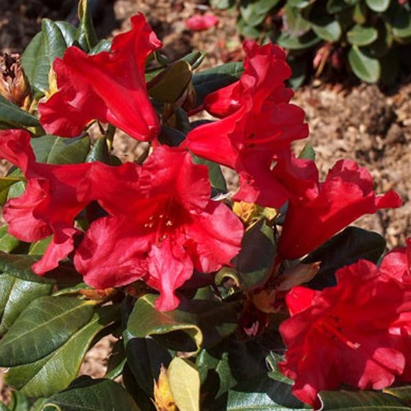 Rhododendron Baden-Baden in pot van 20-30 cm door Arborix