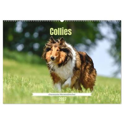 Collies - charmante Herzensbrecher (Wandkalender 2027 DIN A2 quer), CALVENDO Monatskalender