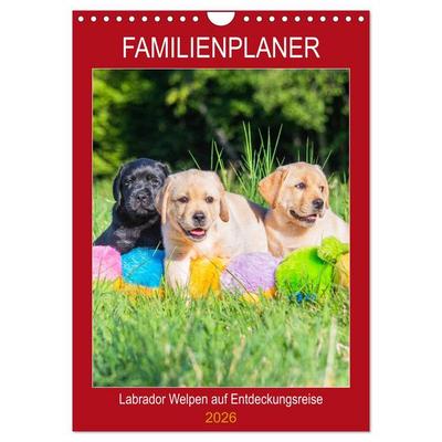 Familienplaner - Labrador Welpen entdecken die Welt (Wandkalender 2026 DIN A4 hoch), CALVENDO Monatskalender