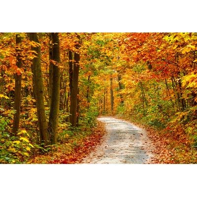 Fototapete PAPERMOON "Pathway in Colorful Autumn Forest", bunt, B:2m L:1,49m, Vlies, Tapeten
