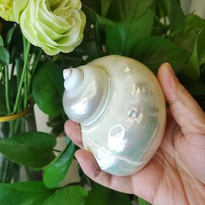 Inspire Select Natural Banded Hermit Crab Shell Large Polished Sea Shell Decor For Coastal Home & Aquarium Display c