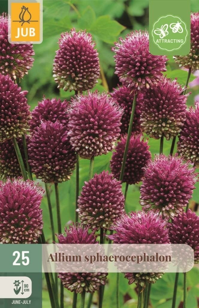 Jub Allium sphaerocephalica 25 bollen