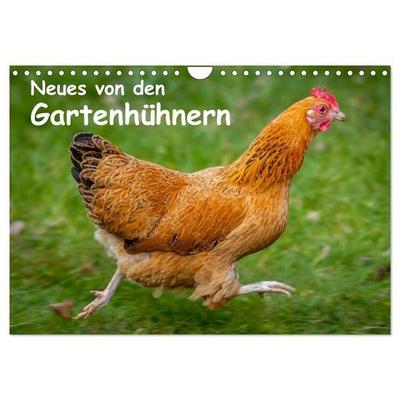Neues von den Gartenhühnern (Wandkalender 2027 DIN A4 quer), CALVENDO Monatskalender
