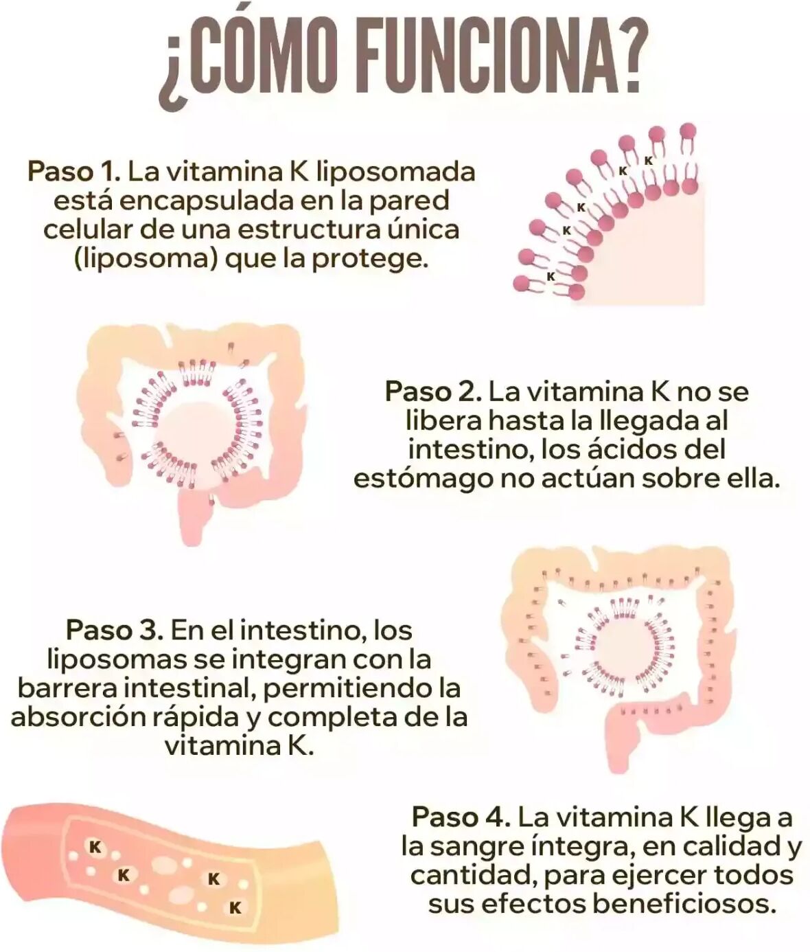 HSN Vitamina K2 liposomada (Liposovit®) (100mcg vitamina K) - 120 veg caps - Huesos y articulaciones - Cápsulas Vegetales - 120  Servicios