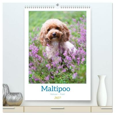 Maltipoo - Malteser - Pudel 2027 (hochwertiger Premium Wandkalender 2027 DIN A2 hoch), Kunstdruck in Hochglanz