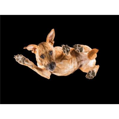 CALVENDO Puzzle Paul 1000 Teile Puzzle quer | 1000 Teile Lege-Größe 64 × 48 cm Foto-Puzzle für glückliche Stunden