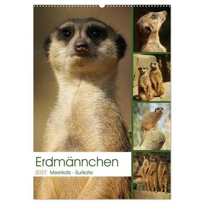 Erdmännchen-Meerkats-Surikate (Wandkalender 2027 DIN A2 hoch), CALVENDO Monatskalender