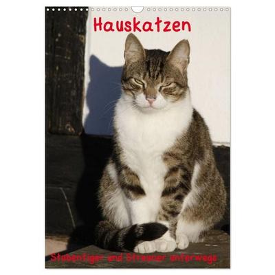 Hauskatzen (Wandkalender 2027 DIN A3 hoch), CALVENDO Monatskalender
