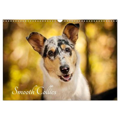 Smooth Collies (Wandkalender 2026 DIN A3 quer), CALVENDO Monatskalender