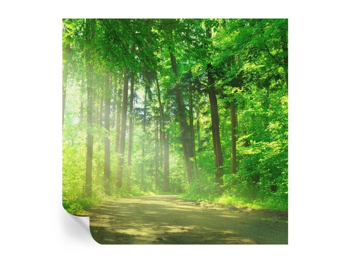 Wallfluent Fototapete 250x250 cm - Waldweg, Grün, 250x250 cm, Tapeten & Wandverkleidungen, Fototapeten
