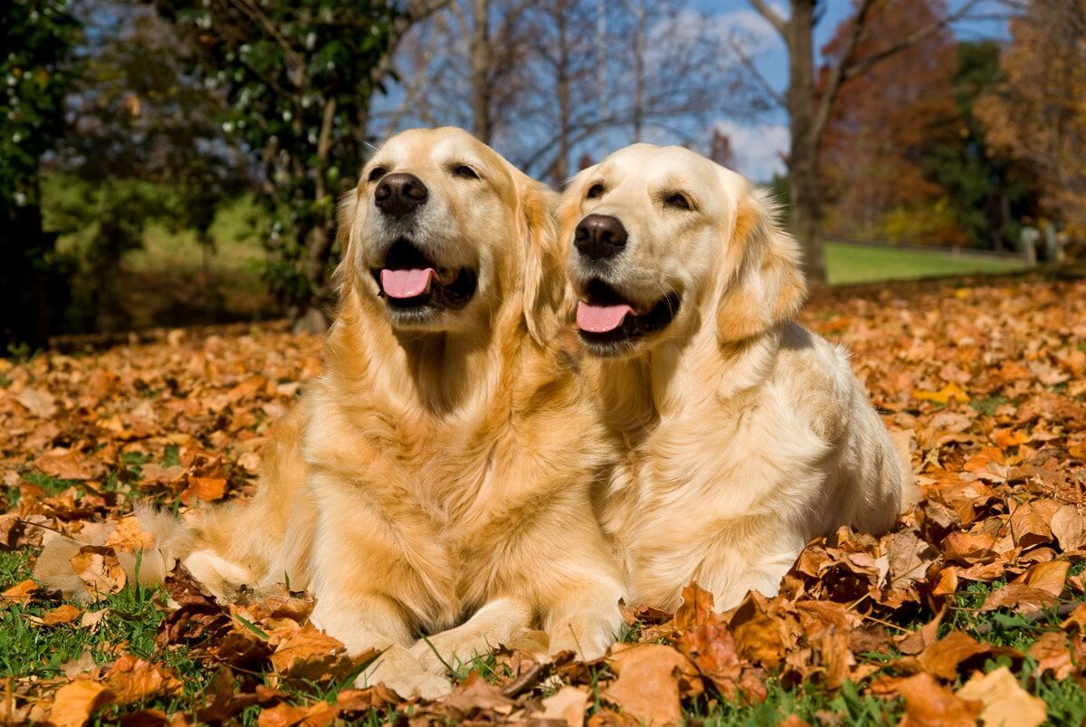 Papermoon "Golden Retriever" bunt B/L: 5m x 2,8m, Rollen: 1