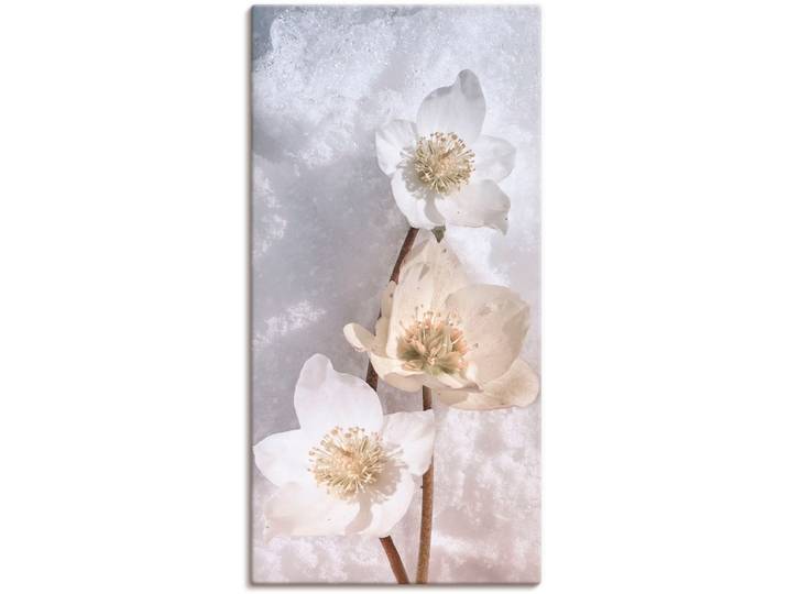 Leinwandbild ARTLAND Christrose im Schnee , schwarz (farbe bild(er): schwarz), B:20cm H:40cm, Bilder, Leinwandbild, auf Holzrahmen gespannt