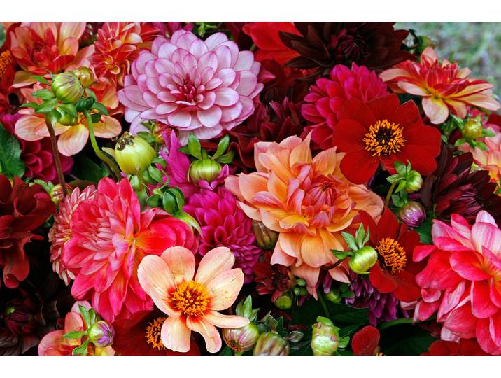 Papermoon BUNTE BLUMEN-STRAUss-DEKOR MUSTER PFLANZE ORCHIDEE RETRO