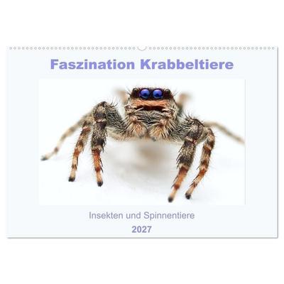 Faszination Krabbeltiere (Wandkalender 2027 DIN A2 quer), CALVENDO Monatskalender