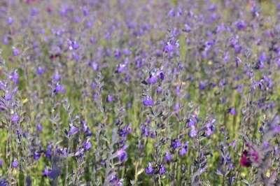 6 x Salvia greggii Blue Note - Stermos - Pot van 9 x 9 cm