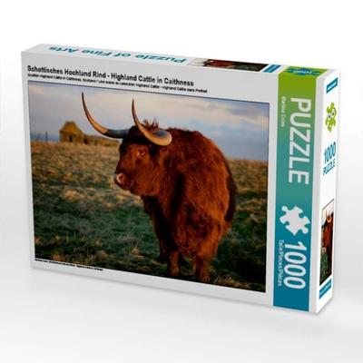 CALVENDO Puzzle Schottisches Hochland Rind - Highland Cattle in Caithness 1000 Teile Puzzle quer | 1000 Teile Lege-Größe 64 × 48 cm Foto-Puzzle für