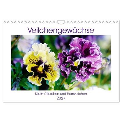 Veilchengewächse - Stiefmütterchen und Hornveilchen (Wandkalender 2027 DIN A4 quer), CALVENDO Monatskalender