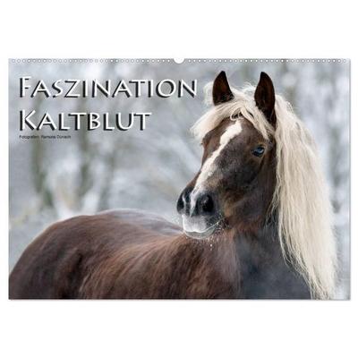 Faszination Kaltblut (Wandkalender 2027 DIN A2 quer), CALVENDO Monatskalender