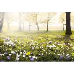 Bild KROKUSWIESE S (BHT 150x100x3 cm) - bunt - BHT 150x100x3 cm