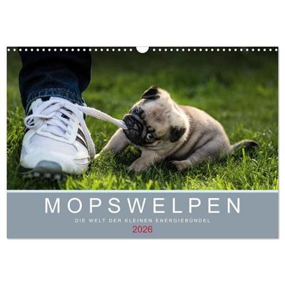 Mopswelpen (Wandkalender 2026 DIN A3 quer), CALVENDO Monatskalender