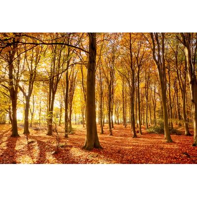 Papermoon "Herbstwald"